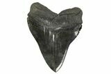 Serrated, Fossil Megalodon Tooth - South Carolina #299406-2